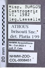 Etikette zu Athous (Orthathous) brisouti (Sanchez-Ruiz, 1996) (NHMW-ZOO-COL-0008451)